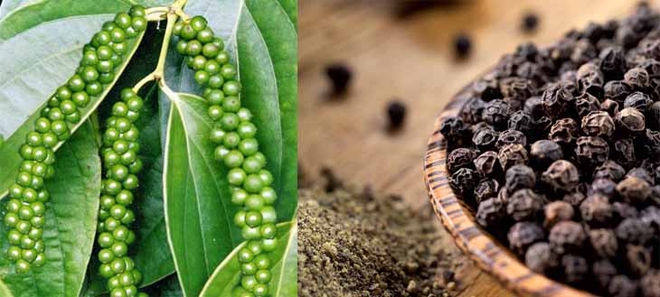 Giá tiêu hôm nay 18/6: Dao động trong khoảng 49.000 - 52.500 đồng/kg