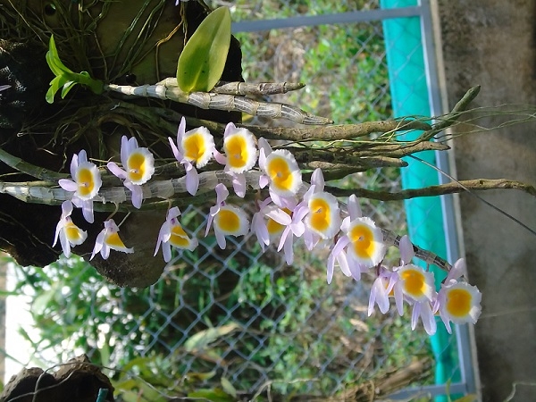 Về “Hoa quả sơn” nơi đại ngàn Chư Mom Ray