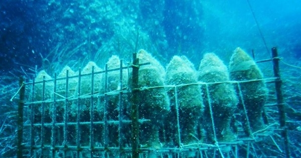 Thưởng thức loại rượu vang ủ dưới đáy biển có Thưởng thức loại rượu vang ủ dưới đáy biển có