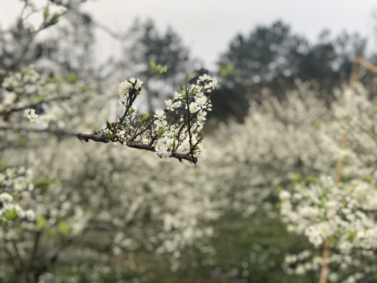 ''Mùa vàng'' du lịch Đông - Tây Bắc ''Mùa vàng'' du lịch Đông - Tây Bắc