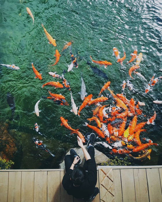 Bạn đã đến “vườn địa đàng” lá phong Đà Lạt chưa