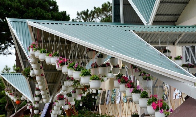 Bạn đã đến “vườn địa đàng” lá phong Đà Lạt chưa