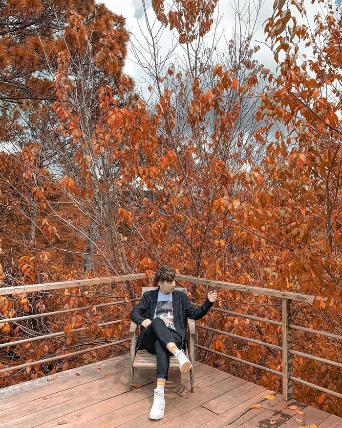 Bạn đã đến “vườn địa đàng” lá phong Đà Lạt chưa