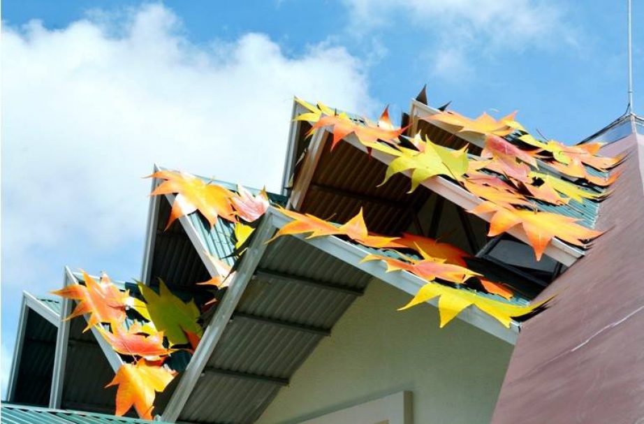 Bạn đã đến “vườn địa đàng” lá phong Đà Lạt chưa