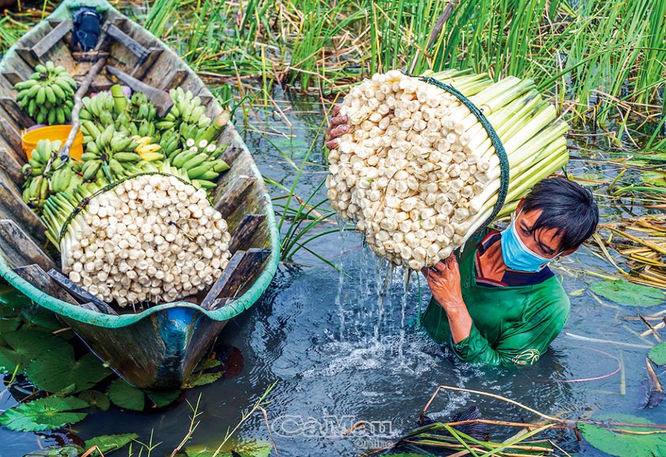 Về Khánh An thu hoạch bồn bồn