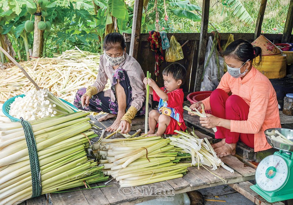Về Khánh An thu hoạch bồn bồn