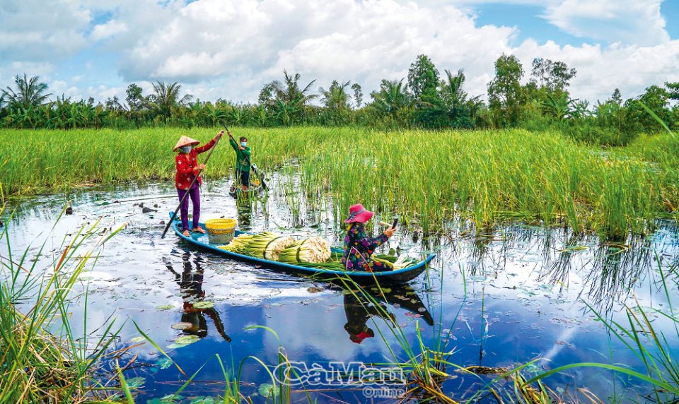 Về Khánh An thu hoạch bồn bồn