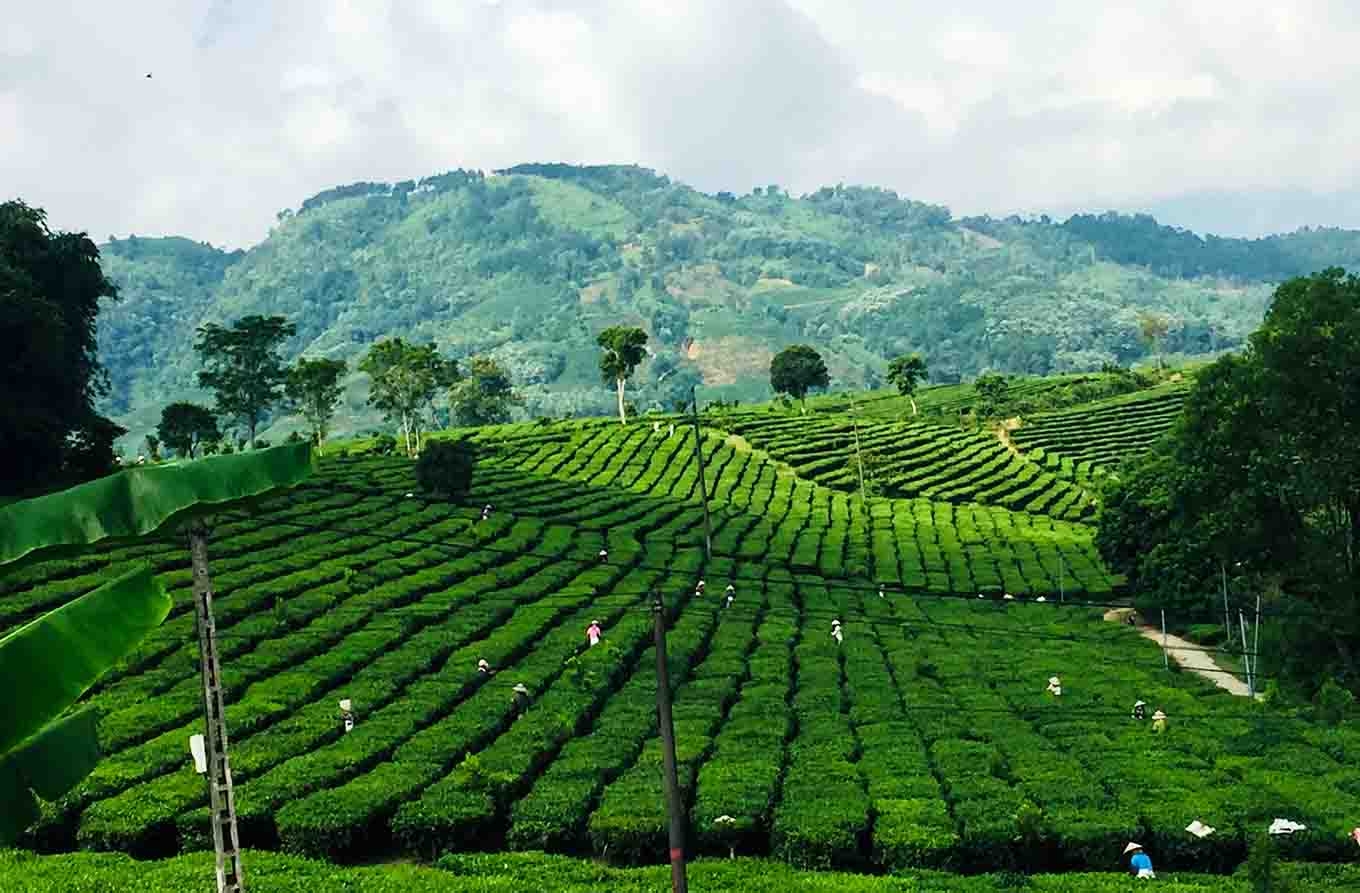 Đồi chè thị trấn Tân Uyên ven trục quốc lộ 32 là điểm check in lý tưởng cho nhiều du khách Đồi chè thị trấn Tân Uyên ven trục quốc lộ 32 là điểm check in lý tưởng cho nhiều du khách