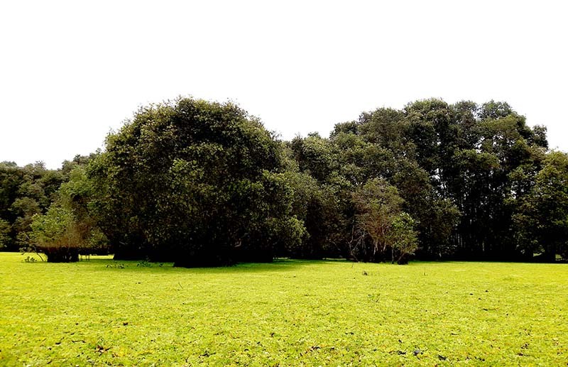 Rừng tràm Trà Sư: Từ vùng trũng hoang hóa đến điểm du lịch lý tưởng Rừng tràm Trà Sư: Từ vùng trũng hoang hóa đến điểm du lịch lý tưởng