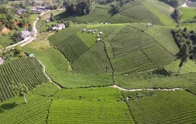 Đồi chè Cầu Đá - Điểm tham quan, check in tuyệt vời dành cho du khách tại Thái Nguyên Đồi chè Cầu Đá Điểm tham quan, check in tuyệt vời dành cho du khách tại Thái Nguyên