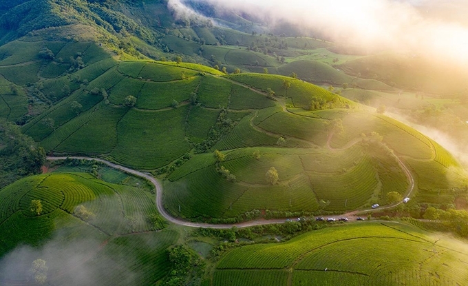 Ngắm vẻ đẹp mê hồn của đồi chè Long Cốc Ngắm vẻ đẹp mê hồn của đồi chè Long Cốc