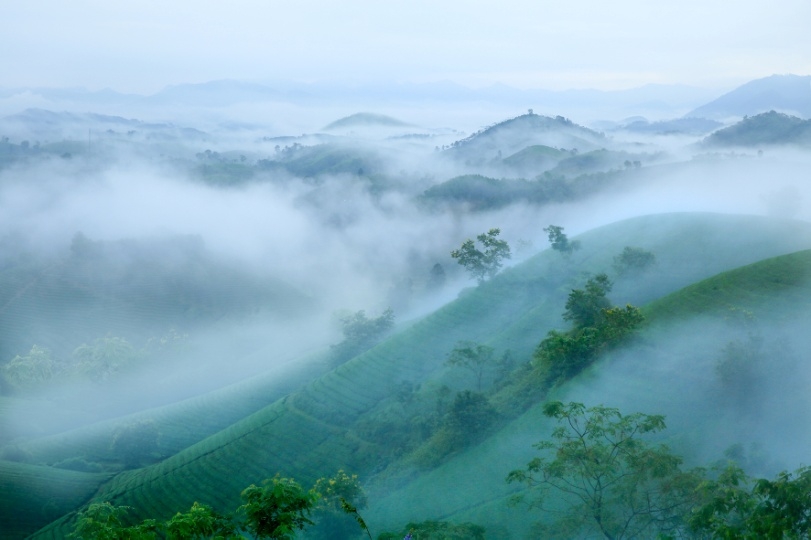 Ngắm vẻ đẹp mê hồn của đồi chè Long Cốc Ngắm vẻ đẹp mê hồn của đồi chè Long Cốc