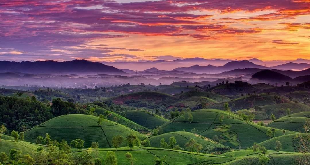 Ngắm vẻ đẹp mê hồn của đồi chè Long Cốc Ngắm vẻ đẹp mê hồn của đồi chè Long Cốc
