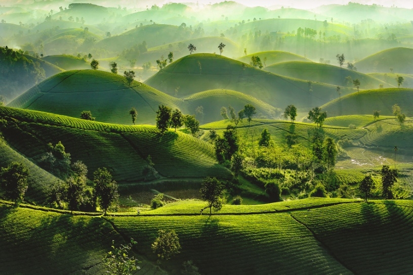 Ngắm vẻ đẹp mê hồn của đồi chè Long Cốc Ngắm vẻ đẹp mê hồn của đồi chè Long Cốc