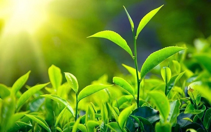 Ngắm vẻ đẹp mê hồn của đồi chè Long Cốc Ngắm vẻ đẹp mê hồn của đồi chè Long Cốc