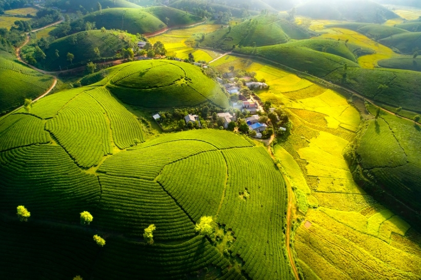 Ngắm vẻ đẹp mê hồn của đồi chè Long Cốc Ngắm vẻ đẹp mê hồn của đồi chè Long Cốc