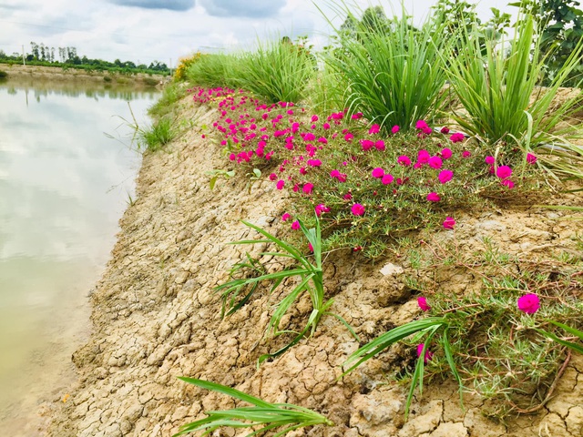 Sang Israel học trồng rau sạch, vợ chồng Việt về quê mở nông trại 6.000m2 - 3