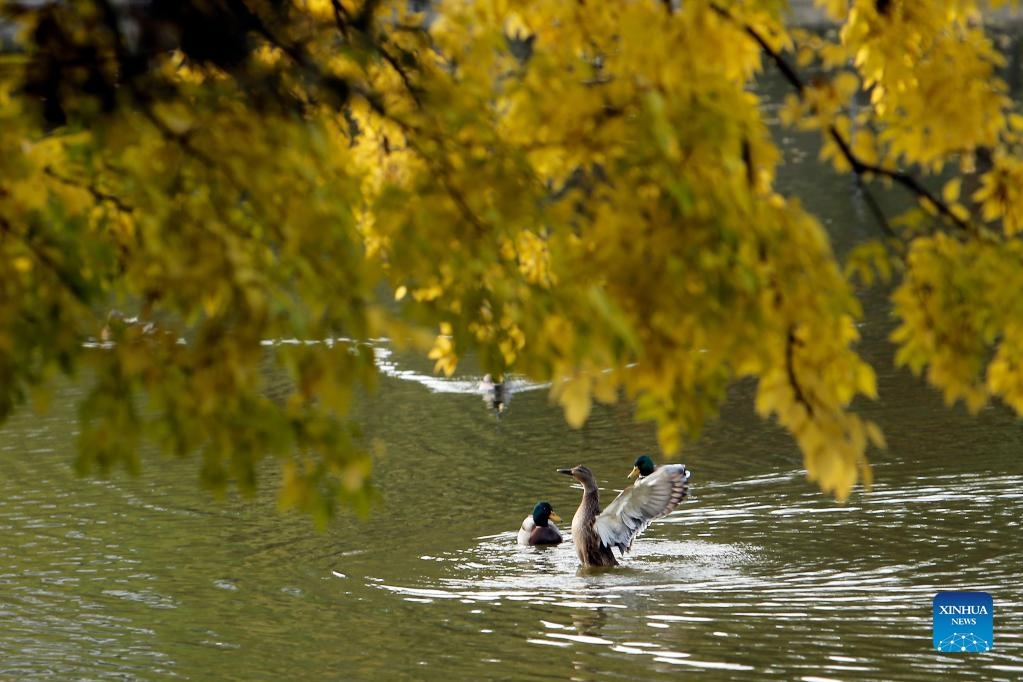 Lạc giữa sắc lá vàng của mùa thu nước Bỉ