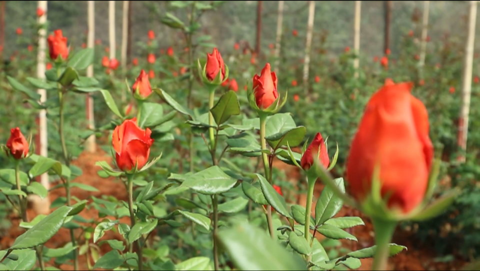 Những loài hoa “gây thương nhớ” ở Đà Lạt Những loài hoa “gây thương nhớ” ở Đà Lạt