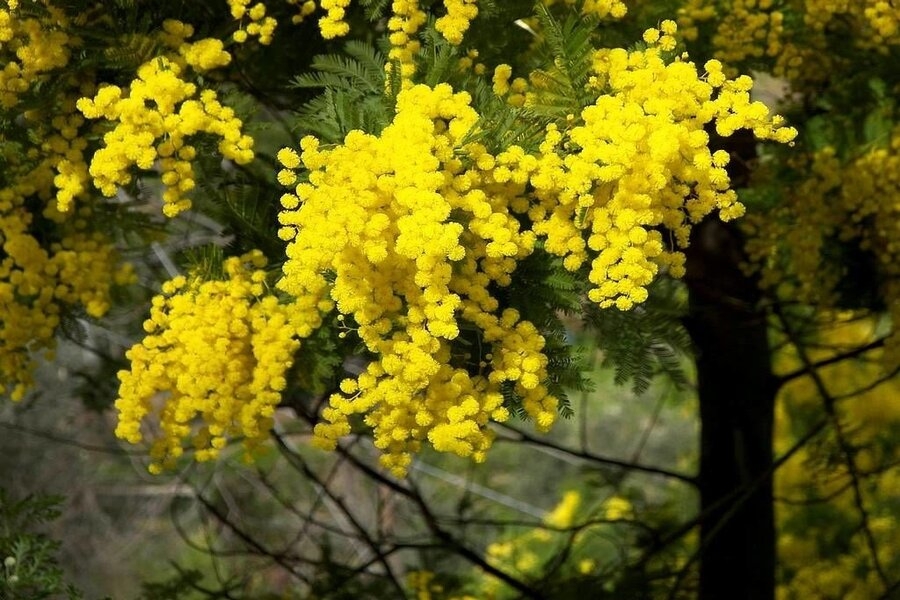 Những loài hoa “gây thương nhớ” ở Đà Lạt Những loài hoa “gây thương nhớ” ở Đà Lạt