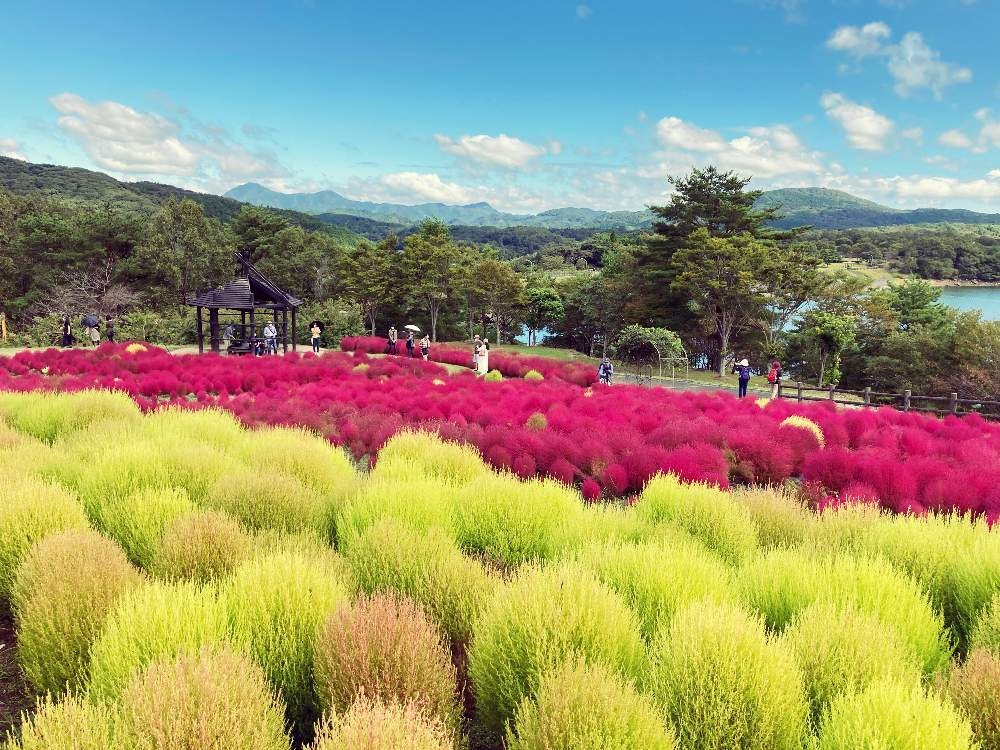 Mướt mắt những đồi cỏ Kochia rực rỡ ở Nhật Bản