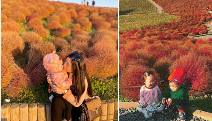 Mướt mắt những đồi cỏ Kochia rực rỡ ở Nhật Bản