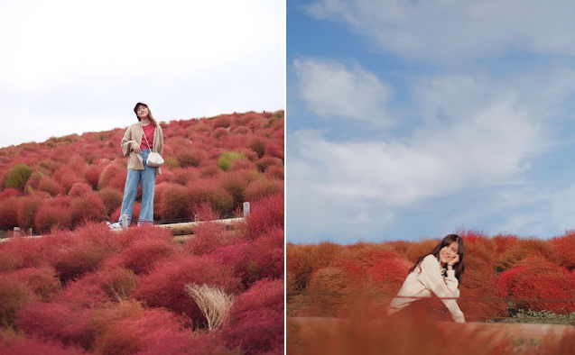 Mướt mắt trước những đồi cỏ Kochia rực rỡ ở Nhật Bản Mướt mắt những đồi cỏ Kochia rực rỡ ở Nhật Bản