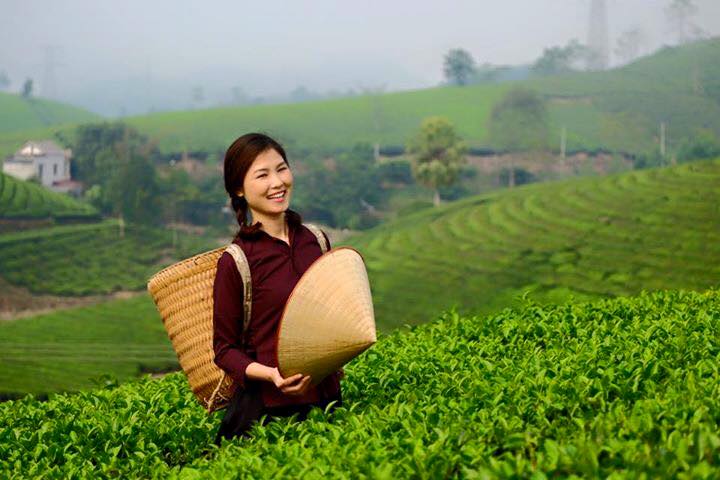 Đồi chè Phú Thọ - Tuyệt tác thiên nhiên giữa miền trung du Đồi chè Phú Thọ - Tuyệt tác thiên nhiên giữa miền trung du