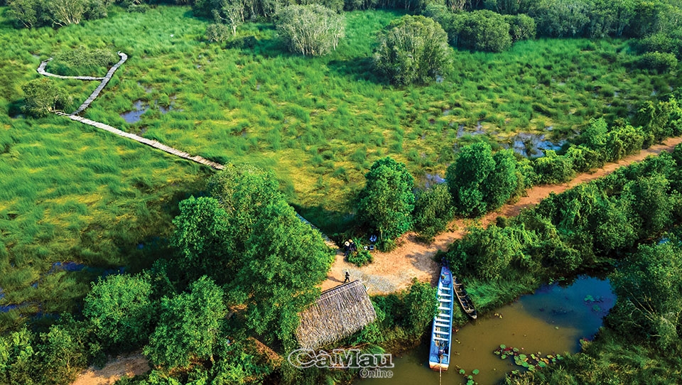 Thảm thực vật phong phú trong khu du lịch sinh thái Thảm thực vật phong phú trong khu du lịch sinh thái