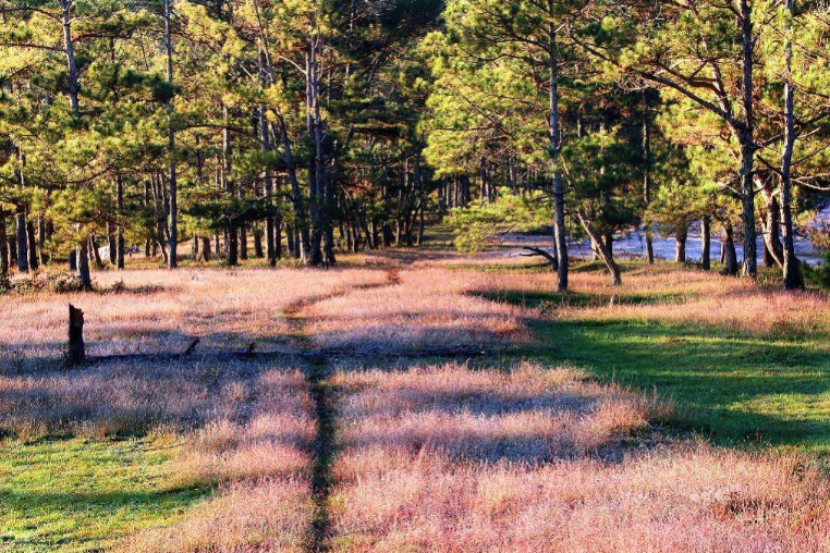 Đồi cỏ hồng - Địa điểm không thể bỏ qua nếu tới Đà Lạt dịp cuối năm Đồi cỏ hồng - Địa điểm không thể bỏ qua nếu tới Đà Lạt dịp cuối năm