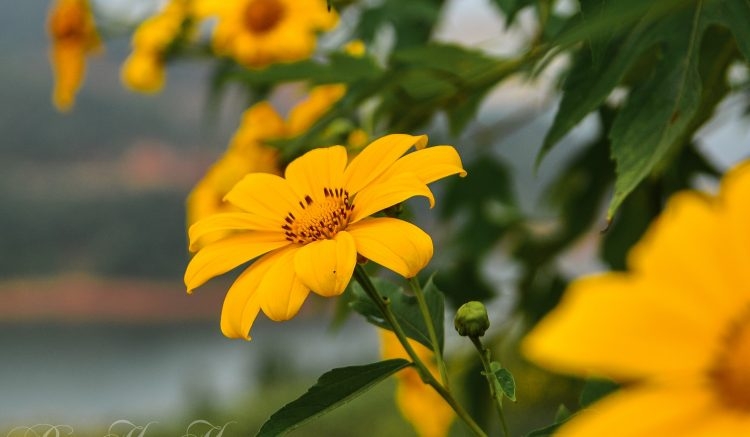 Rực rỡ sắc vàng hoa dã quỳ trên các cung đường Điện Biên