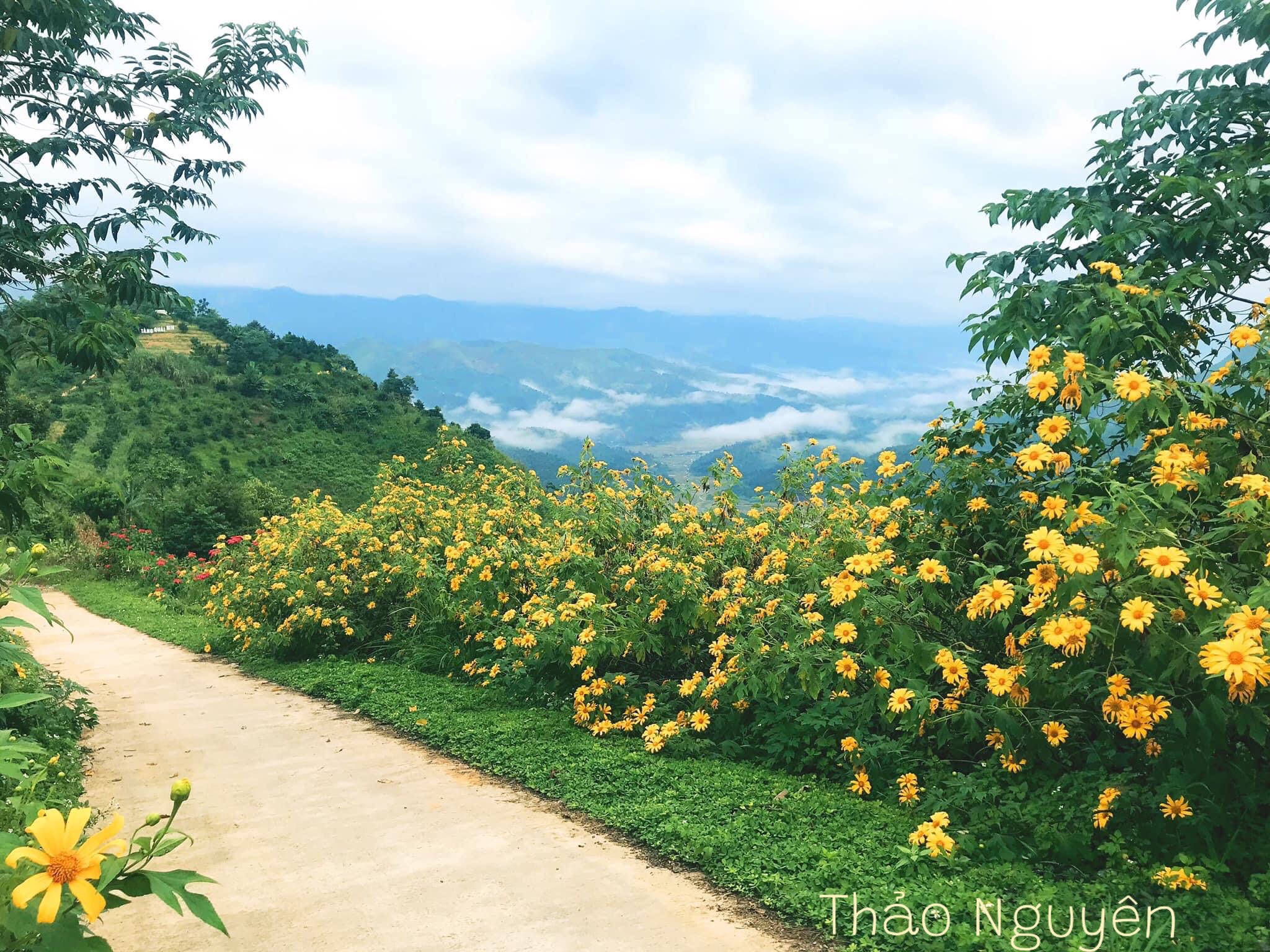 Rực rỡ sắc vàng hoa dã quỳ trên các cung đường Điện Biên
