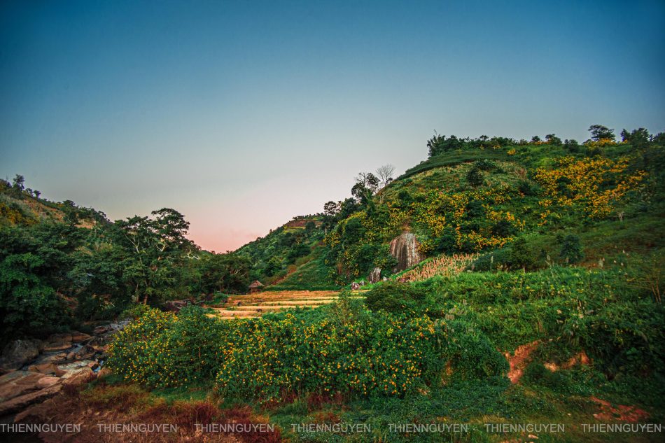 Rực rỡ sắc vàng hoa dã quỳ trên các cung đường Điện Biên