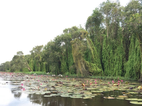 Điểm mạnh nhất của du lịch Long An chính là du lịch sinh thái với những cánh rừng tràm xanh bát ngát (Ảnh: NVCC) Điểm mạnh nhất của du lịch Long An chính là du lịch sinh thái với những cánh rừng tràm xanh bát ngát (Ảnh: NVCC)