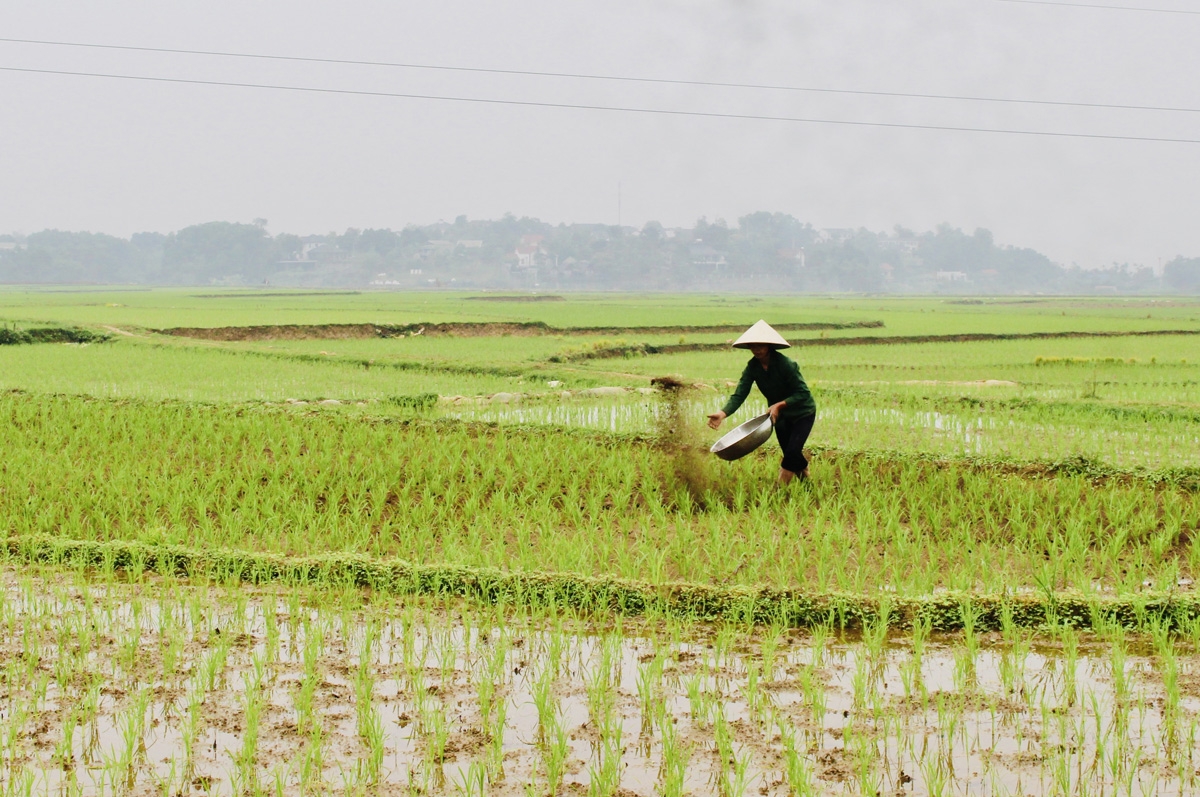nông nghiệp