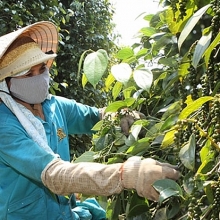 Không nên “sốt ruột” khi giá tiêu giảm mạnh?