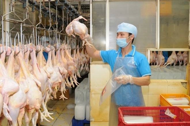 Ngành chăn nuôi gia cầm tìm đường xuất khẩu sang thị trường khó tính nganh chan nuoi gia cam tim duong xuat khau sang thi truong kho tinh