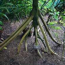 nhan sac phia sau tam khan trum dau cua phu nu iran