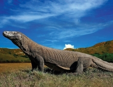 10 be boi vo cuc hut hon du khach