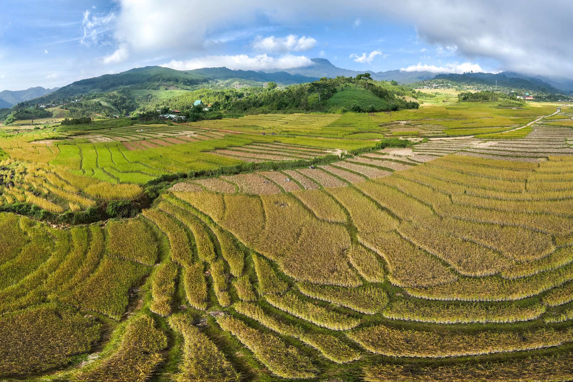 Mùa vàng ở Măng Ri, Tu Mơ Rông (Kon Tum) Mùa vàng ở Măng Ri, Tu Mơ Rông (Kon Tum)