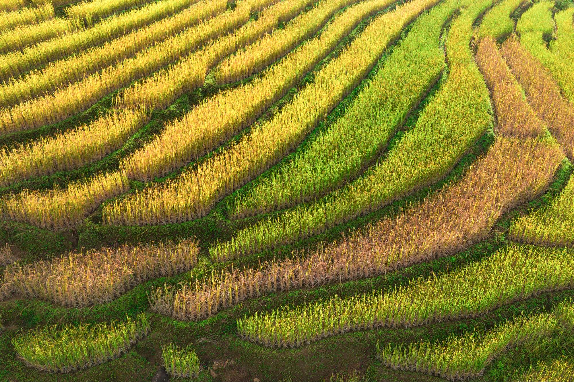 Mùa vàng ở Măng Ri, Tu Mơ Rông (Kon Tum) Mùa vàng ở Măng Ri, Tu Mơ Rông (Kon Tum)