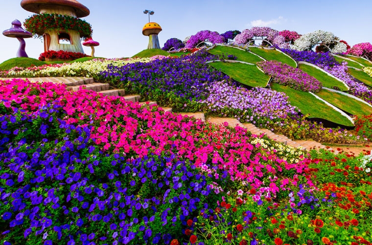 Đến Dubai, đừng quên ghé thăm vườn hoa lớn nhất thế giới den dubai dung quen ghe tham vuon hoa lon nhat the gioi