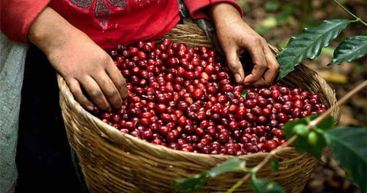 Giá cà phê hôm nay ngày 17/1/2012: Tăng đáng kể so với tuần đầu năm