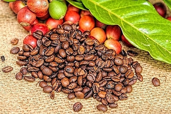 Giá cà phê hôm nay ngày 19/1/2021: Thị trường trong nước tiếp tục duy trì ở mức thấp