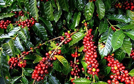 Giá cà phê hôm nay ngày 28/1/2021: Thị trường trong nước tiếp tục duy trì ở mức thấp