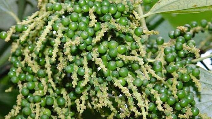 Giá tiêu hôm nay ngày 10/1/2022: Nối dài đà giảm