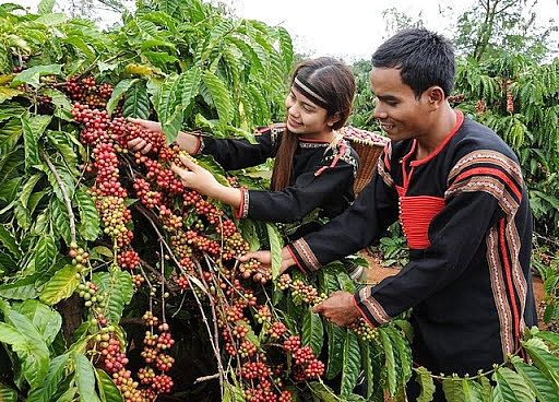 Giá cà phê hôm nay 15/2: Tiếp tục biến động trái chiều