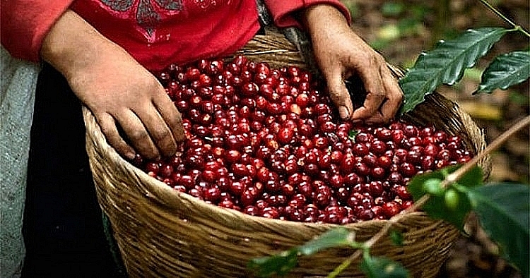 Giá cà phê hôm nay 17/2: Thị trường trong nước tăng