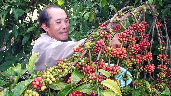 Giá cà phê hôm nay 21/2: Thị trường trong nước duy trì ổn định