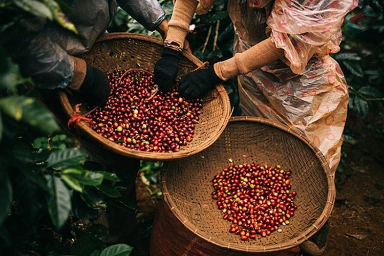 Giá cà phê hôm nay 27/3: Thị trường thế giới tăng mạnh